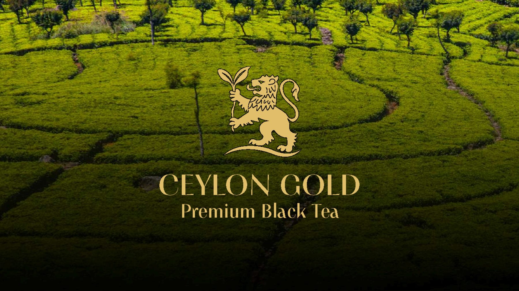 Ceylon Gold premium black tea lion emblem and logotype